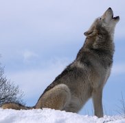Image of The Wolf